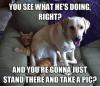 Dog and Cat - You see what he